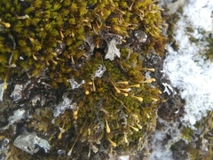 Ulota coarctata