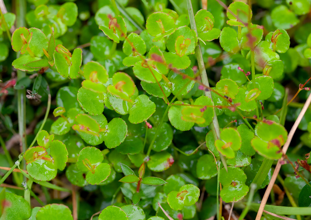 creeping raspwort from Boneo VIC 3939, Australia on October 10, 2023 at ...