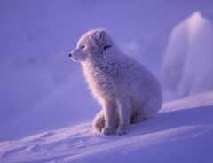 Arctic Fox photo 2