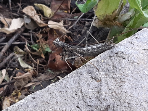 Yersinia mexicana photo 4