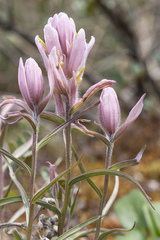 Castilleja raupii