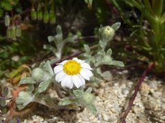 Eriophyllum wallacei rubellum