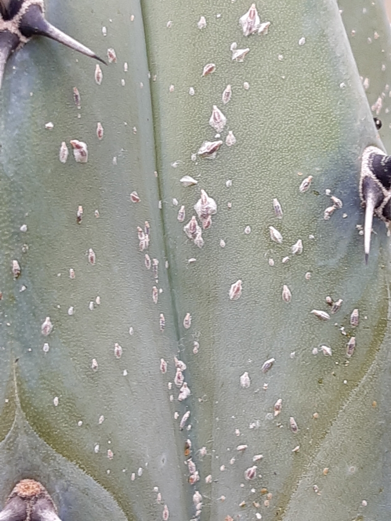 Scales In Mexican Spanish at Anne Morales blog