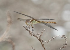 Erythrodiplax umbrata