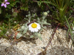 Eriophyllum wallacei rubellum