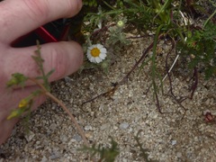 Eriophyllum wallacei rubellum