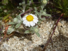 Eriophyllum wallacei rubellum