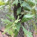 Quercus × ashei - Photo (c) Eric M Powell,  זכויות יוצרים חלקיות (CC BY-NC), uploaded by Eric M Powell