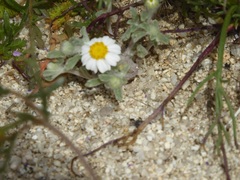 Eriophyllum wallacei rubellum