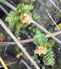 Pimelea traversii traversii