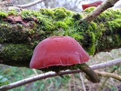 Auricularia auricula-judae