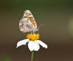 Phyciodes phaon