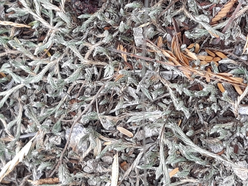 Rockloving spikemoss (Selaginella rupincola)