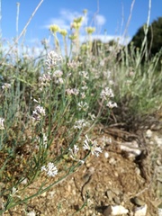 Asperula cynanchica lactea