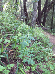 Ligusticum apiifolium
