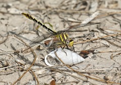 Phanogomphus militaris