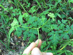 Ligusticum apiifolium