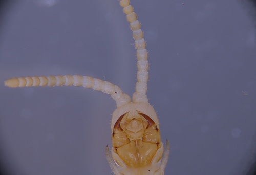 Western Yellow Centipede, photo 5 of 10