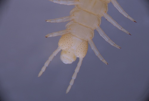 Western Yellow Centipede, photo 6 of 10