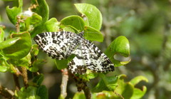 Rheumaptera hastata