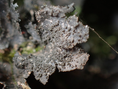 Sticta canariensis