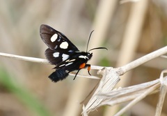 Androloma disparata
