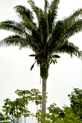 Attalea tessmannii