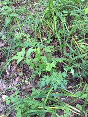Ligusticum apiifolium