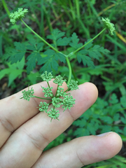 Ligusticum apiifolium