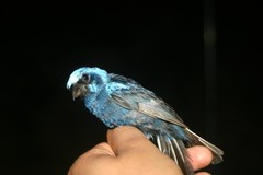 Cyanocompsa parellina