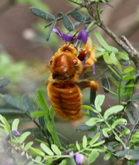 Xylocopa griswoldi