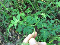 Ligusticum apiifolium