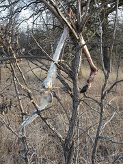 Odocoileus virginianus borealis
