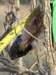 Odocoileus virginianus borealis