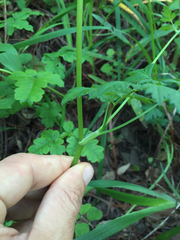 Ligusticum apiifolium