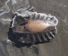Callorhinchus milii