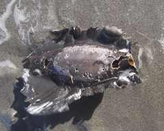 Callorhinchus milii