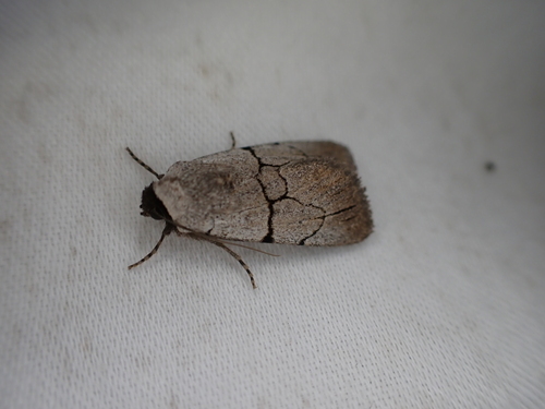 Sympistis greyi
