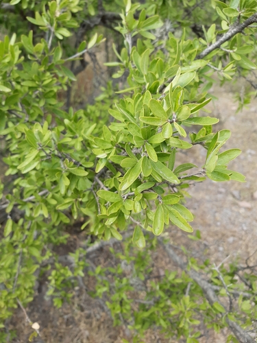 Image of Forestiera phillyreoides by (c) Aarón Misael Carpio Dávila, some rights reserved (CC BY)