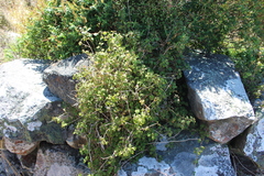 Fuchsia perscandens
