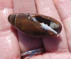 Atrimitra idae