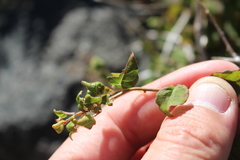 Fuchsia perscandens