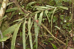 Bactris acanthocarpa