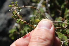 Fuchsia perscandens