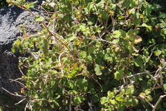 Fuchsia perscandens