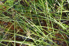 Isolepis distigmatosa