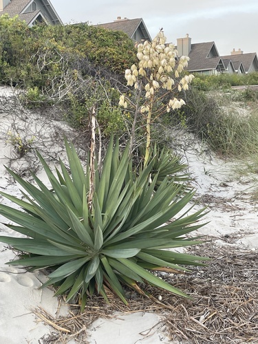 Moundlily yucca