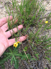 Potentilla hickmanii