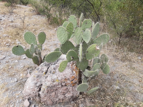 Image of Opuntia lasiacantha by (c) Aarón Misael Carpio Dávila, some rights reserved (CC BY)