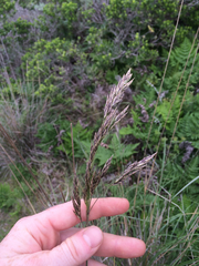 Festuca californica
